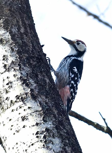 Hvitryggspett - White-backed woodpecker (Dendrocopos leucotos) male.jpg